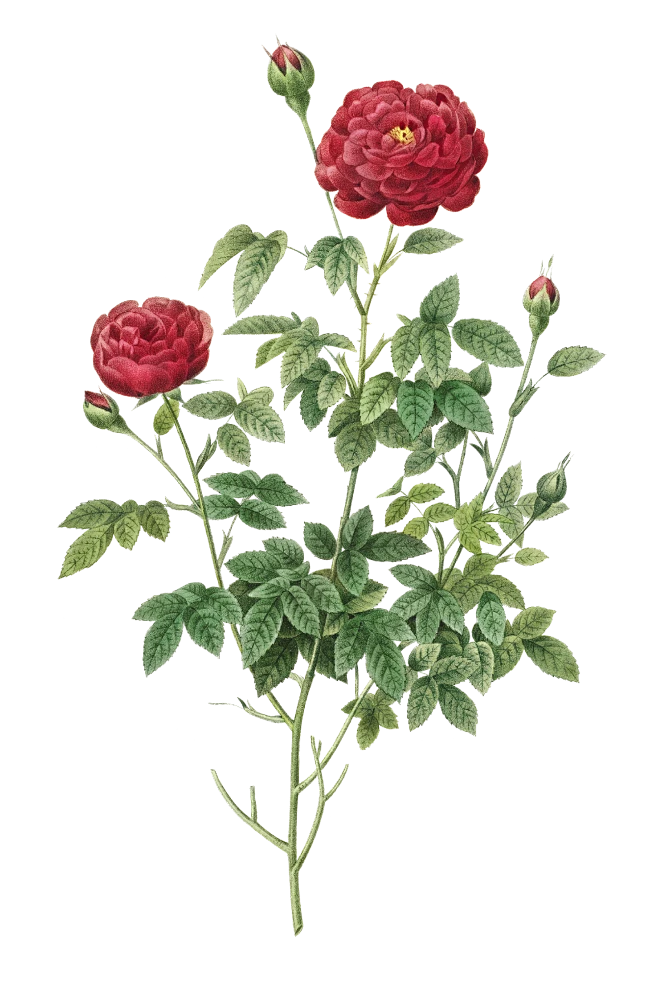 Roses (49)-花瓣网