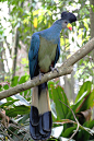 Bird by I_am_Allan on Flickr.