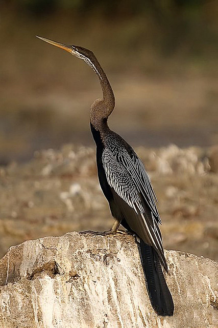 鲣鸟目蛇鹈科蛇鹈属黑腹蛇鹈
