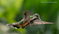 蜂鸟
Hummingbird in flight by Elizabeth Anisclo (Bep van Pelt) on 500px