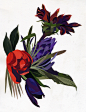 flower : Picture of flowers painted for illustration
