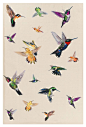 hummingbird illustration vintage - Buscar con Google: 