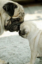 Baby pug kisses