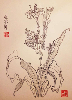 梅花小弄采集到白描花卉-百合 萱草花 鸢尾花 柱顶红