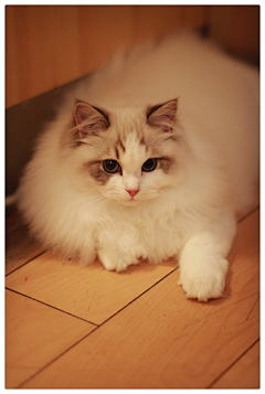 狸花一只春带雨采集到猫