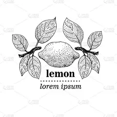 矢量图的柠檬叶