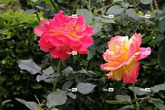 玫瑰 粉红玫瑰 粉红色的花朵 春天 花朵 花壁纸 美丽的花朵 公园