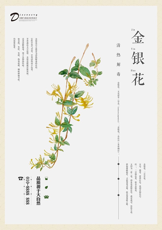 点击下载源文件 金银花 金银花中药 金银...