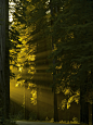 太阳光线，红杉林，加利福尼亚
Sun Rays, The Redwoods, California