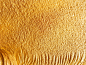 gold-texture-sand-pattern