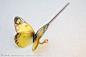 Kanzashi传统的日本发饰之蝴蝶