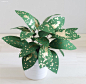 Corrie Beth Hogg 纸张的植物 自然 绿色 纸 灵感 植物 手工 DIY 