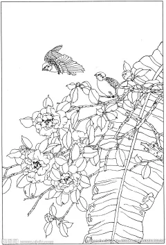 香蕉 芭蕉- (21)
