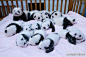 成都新出生熊猫宝宝集体亮相，憨态可掬，心都要被萌化了