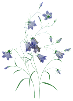 叽叽哩采集到花花草草PNG