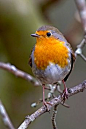 We always had a Robin in our garden, and I named my middle son Robin because when he was a baby sleeping in his pram in the garden, a Robin would come and sit on the prams handle.   R McN