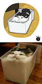 #超有趣的猫咪版漫画# 都好可爱啊，awsl！！ ​​​​