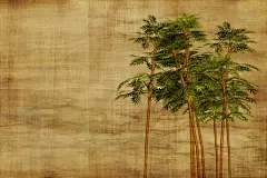 竹, 文具, 壁纸, 背景, 叶子, 科, 散景, 纸, 那些, 年份, 纹理