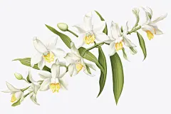 石斛中药材植物插画