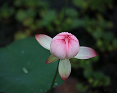 鲤素予白采集到荷花 莲花 参考