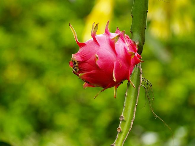 火龙果,英文pitaya,本名青龙果,红.