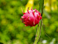 火龙果，英文Pitaya，本名青龙果、红龙果。原产于中美洲热带。火龙果营养丰富、功能独特，它含有一般植物少有的植物性白蛋白及花青素，丰富的维生素和水溶性膳纤维。火龙果树为仙人掌科的三角柱属植物属典型的热带植物。火龙果是一种由南洋引入台湾，再由台湾改良引进海南省及大陆南部广西、广东等地栽培的植物。火龙果因其外表肉质鳞片似蛟龙外鳞而得名。她光洁而巨大的花朵绽放时，飘香四溢，盆栽观赏使人有吉祥之感，所以也称“吉祥果”。
