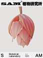 宝莲灯｜Medinilla Magnifca
Medinilla Magnifca
-
野牡丹科酸角杆属的小灌木花卉。