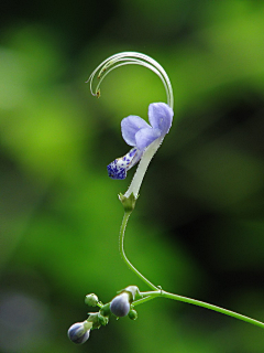 三千♥采集到花卉画法