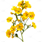 植物通用实景黄色油菜花花朵元素素材