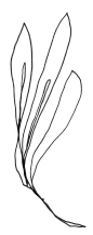手绘抽象几何花卉单线条手工抽象装饰形状时尚PNG图案PS素材