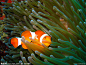 热带海洋珊瑚小丑鱼摄影图_热带海洋珊瑚小丑鱼_鱼类_生物世界_摄影图库_昵图网nipic.com