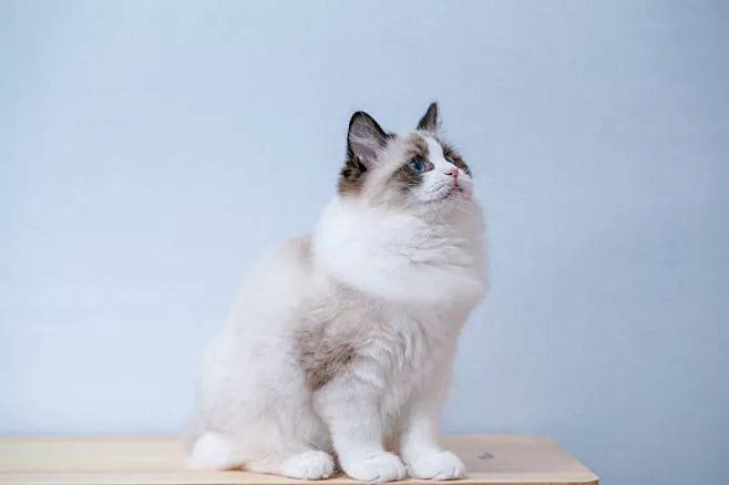 布偶猫,可爱的,猫,侧面,桌子图片ID:...