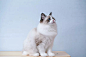 布偶猫,可爱的,猫,侧面,桌子图片ID:VCG211278831072