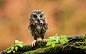 General 1920x1200 owl birds moss