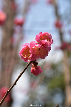 ZR是阿呱采集到花花世界