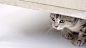 可爱萌宠猫咪桌面壁纸 - 第8张