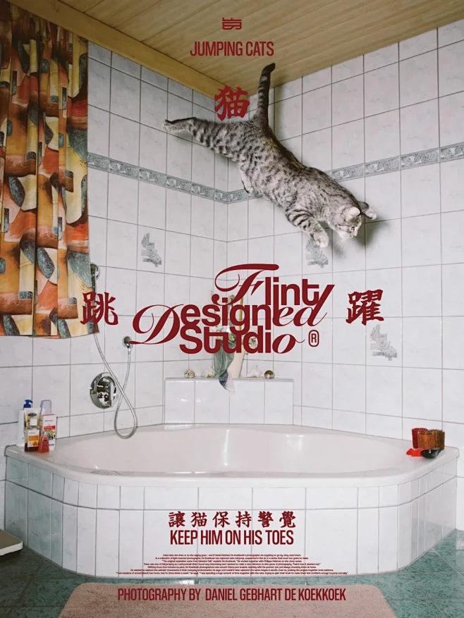 Jumping cats - 小红书