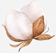 侧面木棉图高清素材 丰收 农产品 叶子 手绘 文艺 植物 清新 白色 免抠png 设计图片 免费下载