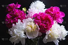 一束牡丹和水滴。