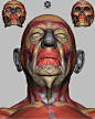 Head - Anatomical/Structural Study