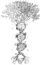  DNA Tree