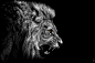 Photograph The King Is Angry by Christian Meermann on 500px