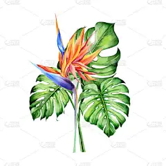 水彩花，有热带植物、叶子和紫杉花。 对情人节、婚宴、夏威夷生日和海滩派对都很有好处