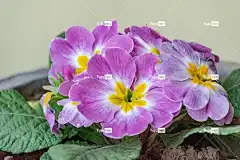 报春花 花朵 植物 花壁纸 紫色的花朵 花瓣 美丽的花朵 花卉背景