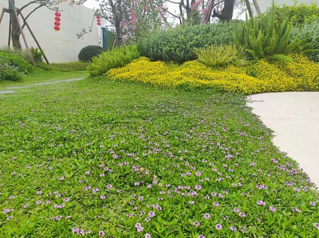 姬岩垂草 低维护耐践踏 对土壤要求不高 蜜源植物-花瓣网