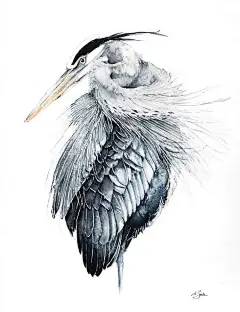 画笔下的鸟儿~  作者：波兰艺术家 Karolina Kijak  ​ ​​​​