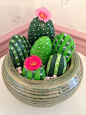 Ces jolis cactus-cailloux ne piquent pas et ne meurent pas. Ils sont parfaits !: 