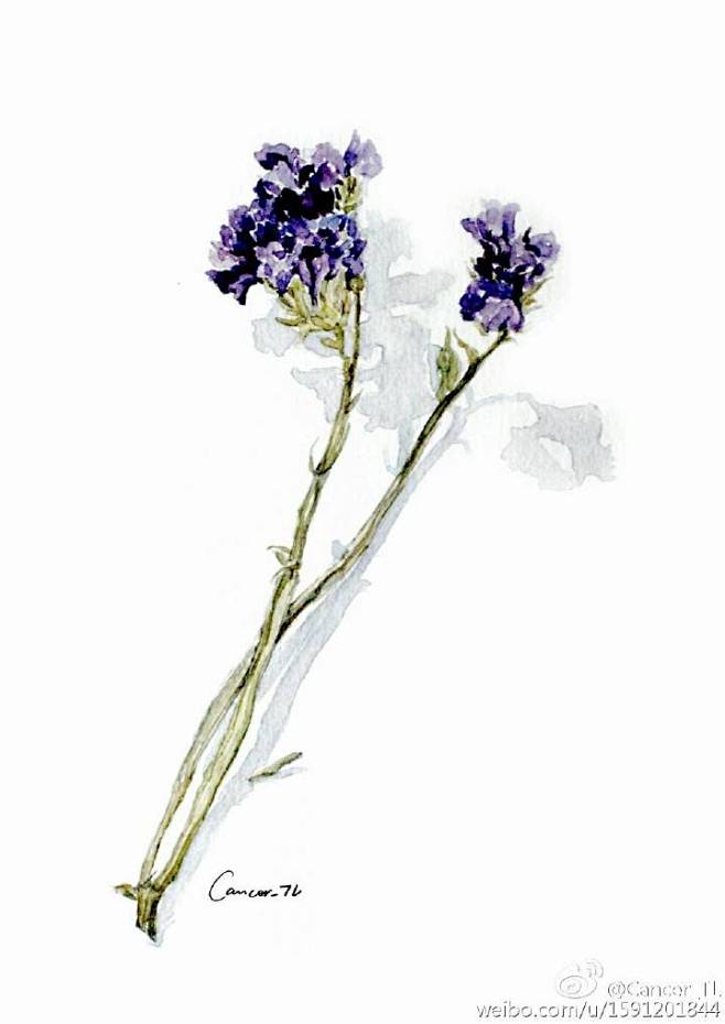 勿忘我  水彩 花卉 