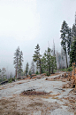 pine tree in forest