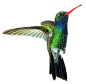 cut out Hummingbird by *SolStock on deviantART